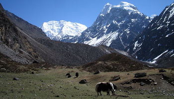 Langtang Trekking Langtang Trekking